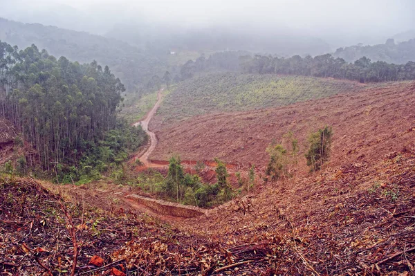 Visão Larga Desmatamento Florestal — Fotografia de Stock