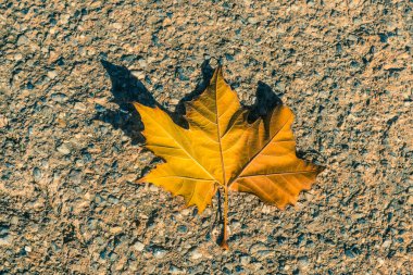 Bir portakal yaprağı akçaağaç üst görünümü.