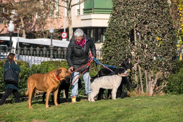 Barcellona Spagna Dicembre 2017 Vecchia Donna Che Cammina Con Cani — Foto Stock