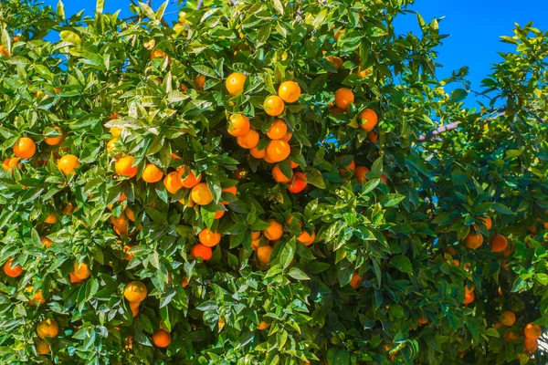 Blick Auf Mandarinenbaum Einem Blauen Himmel — Stockfoto