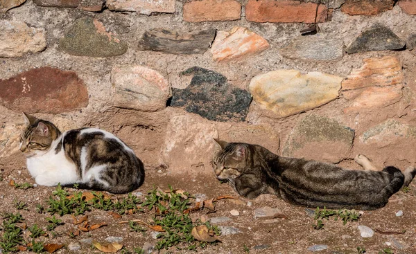 Dos Gatos Acostados Frente Muro Piedra —  Fotos de Stock
