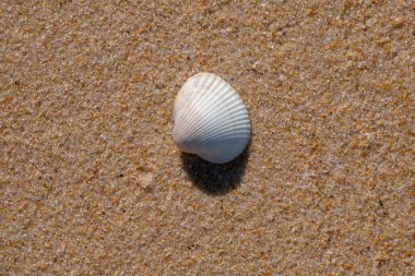 Sahilde beyaz kabuk ve kopyalama alanı var..