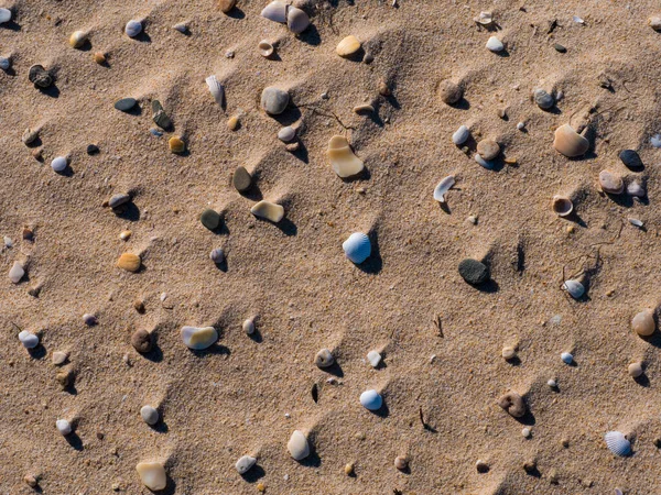 Muscheln Strand Sand Mit Kopierraum — Stockfoto