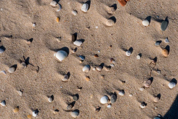Grupp Skal Stranden Sand Med Kopieringsutrymme — Stockfoto