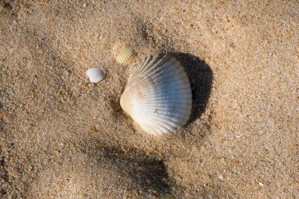 Weiße Muschel Strand Sand Mit Kopierraum — Stockfoto