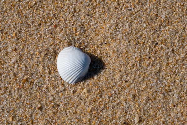 Weiße Muschel Strand Sand Mit Kopierraum — Stockfoto