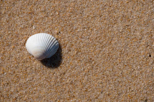 Weiße Muschel Strand Sand Mit Kopierraum — Stockfoto
