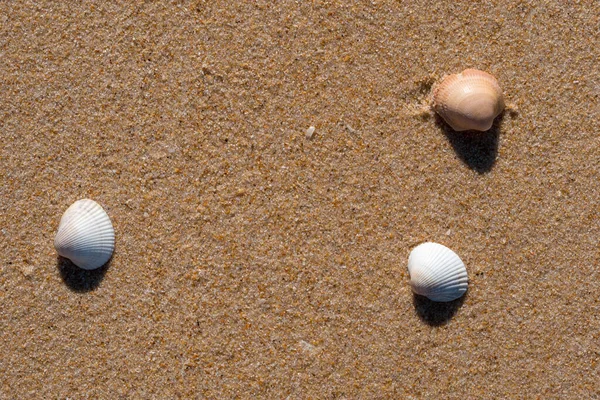 Muscheln Strand Sand Mit Kopierraum — Stockfoto