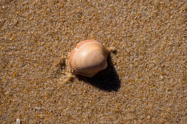 Braune Muschel Strand Sand Mit Kopierraum — Stockfoto