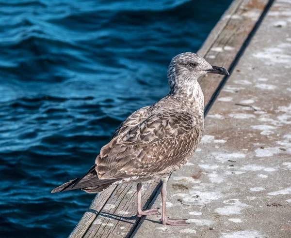 Près Mouette Debout Dans Jetée — Photo