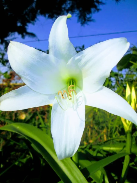 La flor es su esplandor