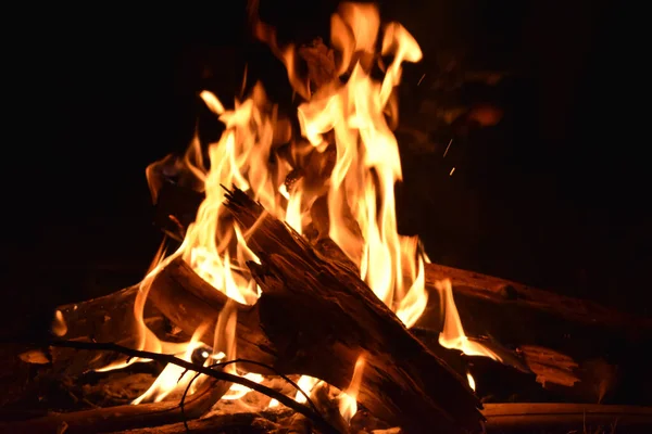Fogata en campamento del bosque