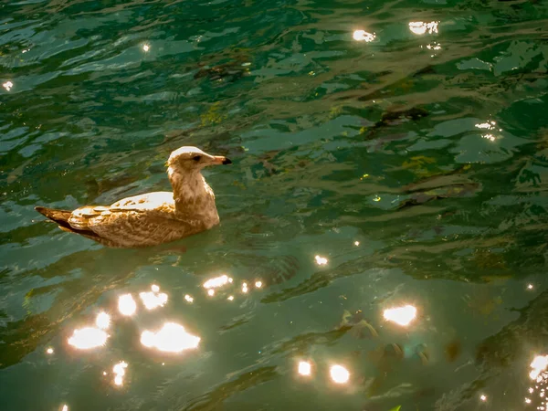 Ördek gölde yüzüyor.