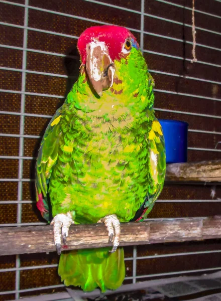 Perico Verde Longevo Llamado Pedro — Stockfoto