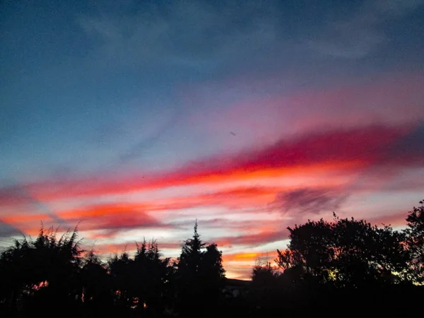 Atardecer Rosado en el bosque