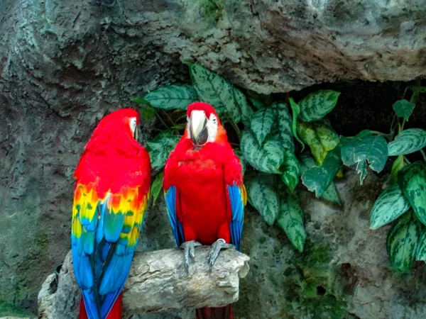 Guacamayas Vida Tranquila — Stock Photo, Image