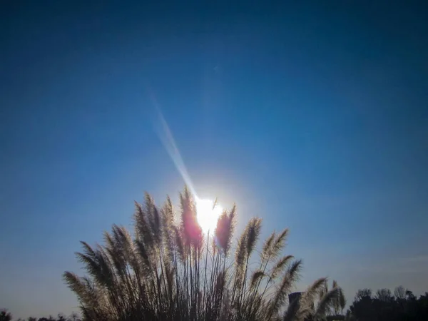 Gün batımına karşı çalıların yansıyan gölgesi.