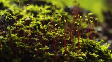 Yeşil yosun kadar kapatın