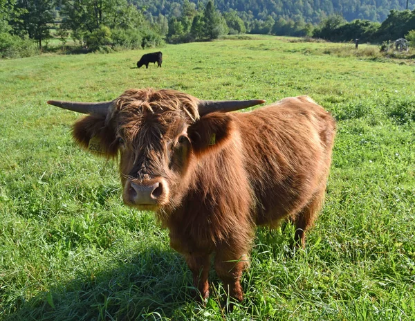 Otlaktaki İskoçya sığırı ineği