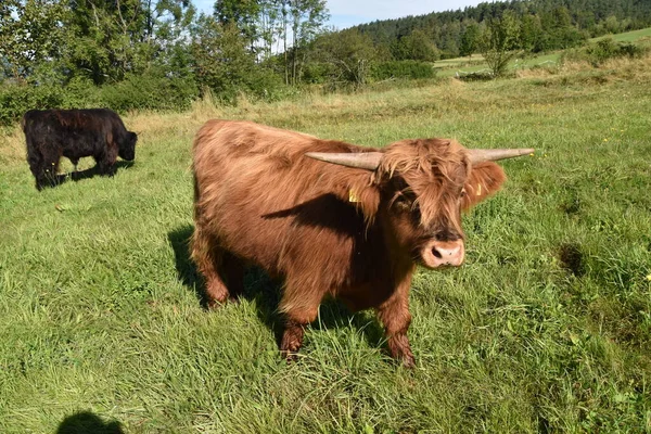 Otlaktaki İskoçya sığırı ineği