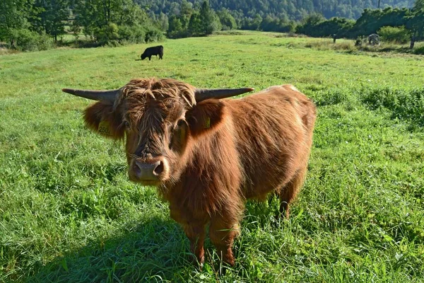 Otlaktaki İskoçya sığırı ineği
