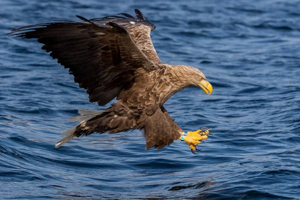 Whitetaile Kartalı Havalandı Denizdeki Uskumruya Odaklandı — Stok fotoğraf