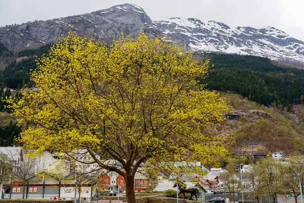 Odda Norvégia 2018 Május Nagy Zöld Város Központjában — Stock Fotó
