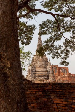 AYUTTHAYA, THAILAND - 2015 Şubat. Wat Ratchaburana tapınağının arkasında Stupa binası olan ağaç..