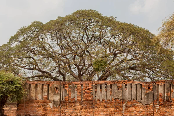 Αγιούτθαγια Ταϊλάνδη 2015 Φεβρουάριος Μεγάλο Δέντρο Στο Ναό Wat Ratchaburana — Φωτογραφία Αρχείου
