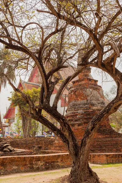 Ayutthaya Thailand 2015 Februari Prachtige Boom Bij Wat Ratchaburana Tempel — Stockfoto