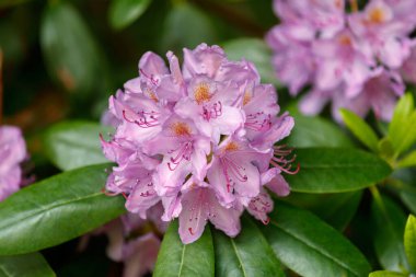 GEIRRANGER, NORway - 2016 HAZİRAN 12. Büyük yaz çiçeği