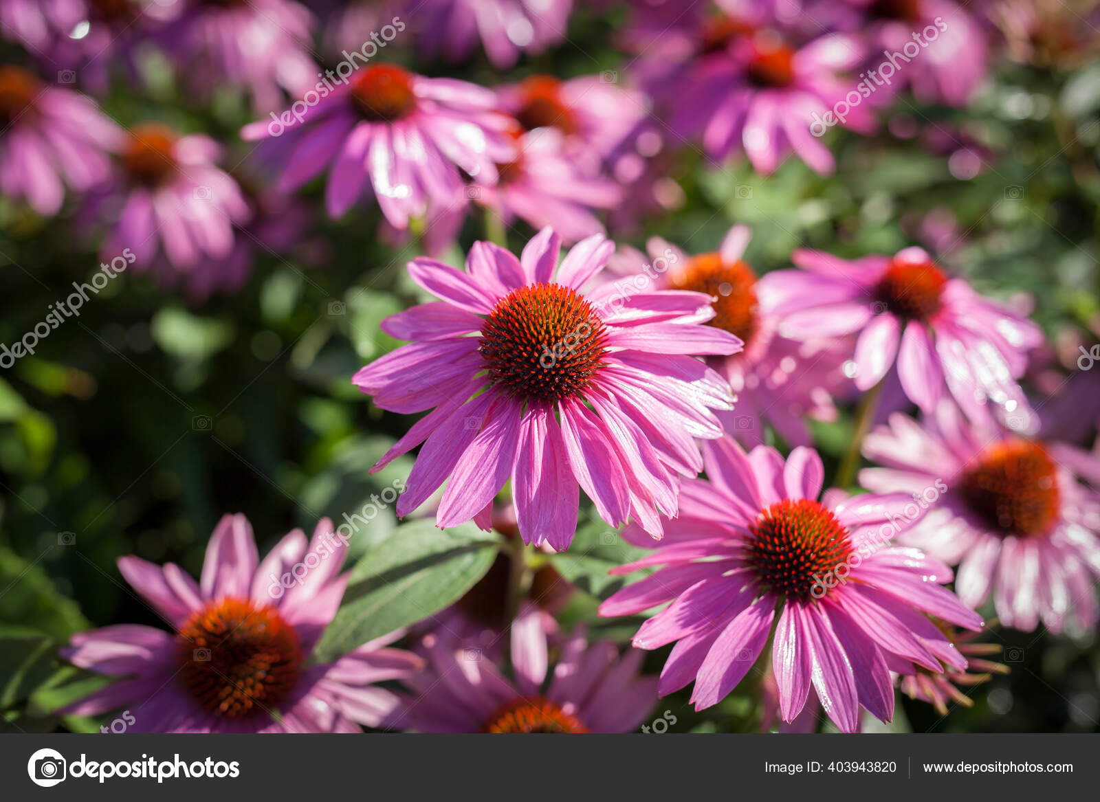 Fosnavaag Norway 粉红夏花 图库照片 C Arildlil Gmail Com