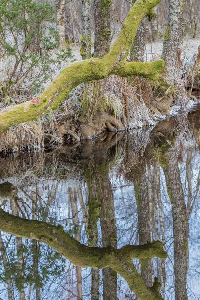 HAREID, NORway - 10 Kasım 2016. Soğuk sabahlarda suyun üzerinde yansıması olan eski ölü bir ağaç..