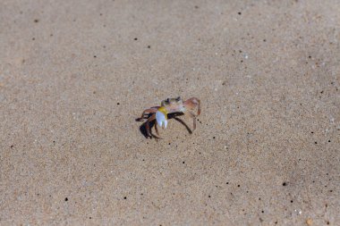KHAO PILAI Plajı, Tayland - 2015 Şubat. Sahilde yengeç var..