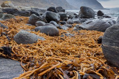MULEVİKA, NORway - 2014 Şubat 28. Kumsalda büyük kırmızı yosun deniz yosunları-laminaria hiperborea.