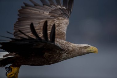 REKDAL, NORway - 2019 Nisan. Whitetaile Kartalı havada.