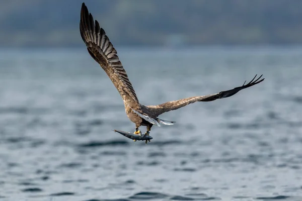 Rekdal Norway 2019 April Whitetaile Eagle Have Dinner Caught — Stock Photo, Image