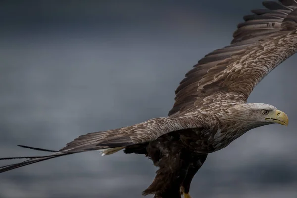 REKDAL, NORway - 2019 Nisan. Kanatları açık Whitetaile Kartalı.