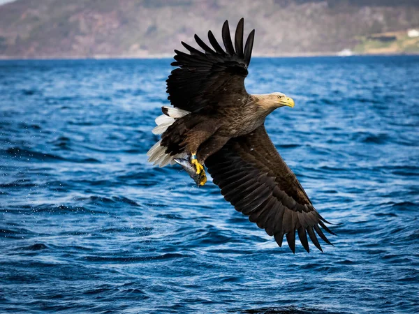 Rekdal Noruega 2019 Abril Whitetaile Águila Con Las Alas Hacia —  Fotos de Stock