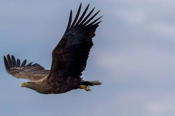 Rekdal Noruega 2019 Abril Whitetaile Eagle Con Las Alas Hacia —  Fotos de Stock