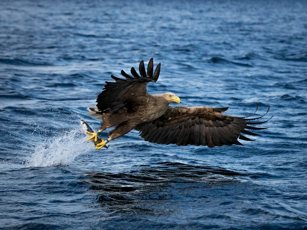 Rekdal Norway 2019 Nisan Whitetaile Kartalı Süper Bir Yakalayışla — Stok fotoğraf