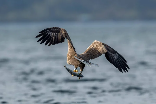 Rekdal Noruega 2019 Abril Whitetaile Águila Diciendo Adiós —  Fotos de Stock