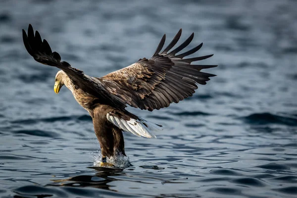 Rekdal Noruega 2019 Abril Whitetaile Águila Navegar Coger Los Peces —  Fotos de Stock