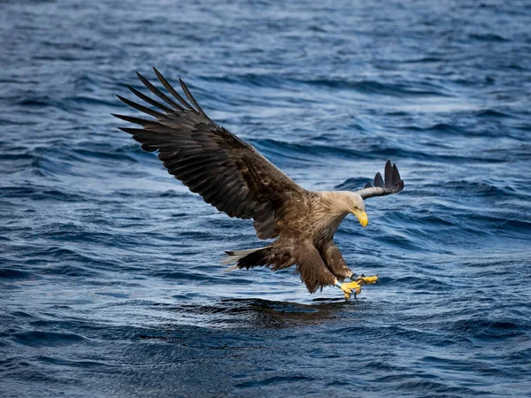 Rekdal Norway 2019 Απρίλιος Whitetaile Eagle Πλοηγηθείτε Και Πιάσει Ψάρια — Φωτογραφία Αρχείου