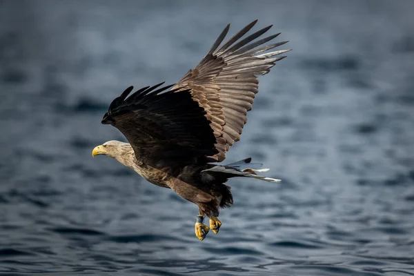 Rekdal Noruega 2019 Abril Whitetaile Águila Feliz Después Una Gran —  Fotos de Stock