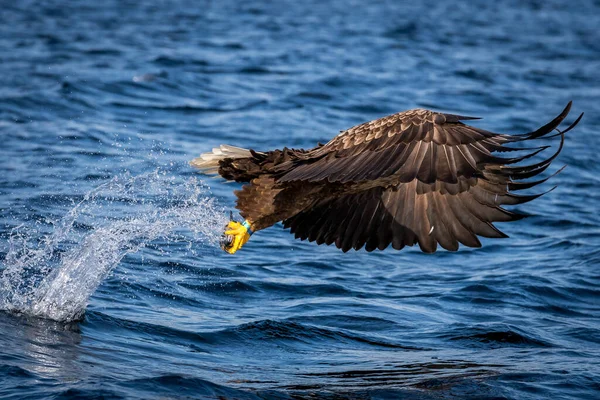 REKDAL, NORway - 2019 Nisan. Whitetaile Kartalı uskumruyu yakalıyor.
