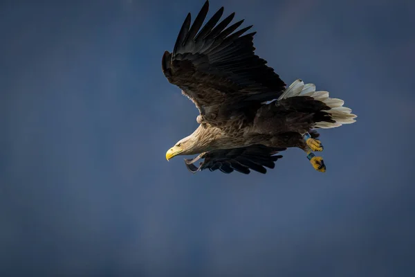 Rekdal Noruega 2019 Abril Whitetaile Águila Aire Tener Los Ojos —  Fotos de Stock