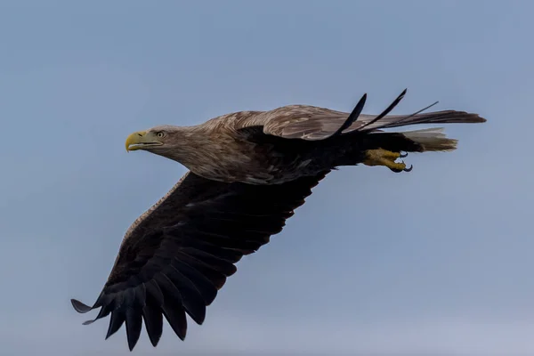 Rekdal Noruega 2019 Abril Whitetaile Águila Foco —  Fotos de Stock