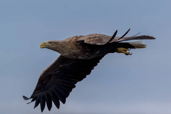 REKDAL, NORway - 2019 Nisan. Whitetaile Kartalı odaklandı.
