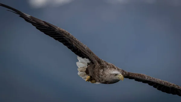 REKDAL, NORway - 2019 Nisan. Whitetaile Kartalı uçuyor.